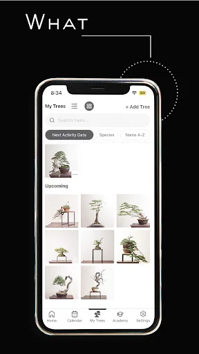 Download Mirai Mobile Terbaru – Panduan Bonsai Profesional description image 15